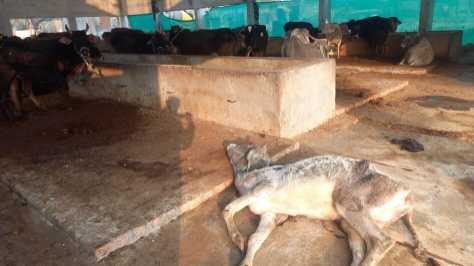 रायबरेली : रायबरेली में गौशालाओं की बद से बदतर हो चुकी है स्थिति