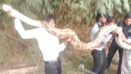 अमेठी में निकला विशालकाय अजगर वन विभाग ने रेस्क्यू कर पकड़ा