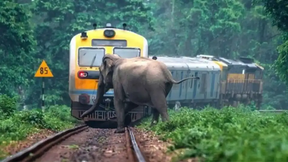 असम में दर्दनाक हादसा, राजधानी एक्सप्रेस से टकराया 8 हाथियों का झुंड, 8 की मौत